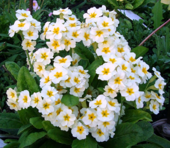 Примула высокая Пиано Вайт (Р9) (цветки белые)