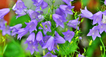 Колокольчик **В