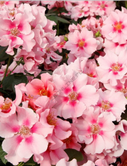 4986be59_5ed9_11eb_ab3a_ac1f6be25f99_0b07371b_8c92_11eb_ab43_ac1f6be25f99.resize1