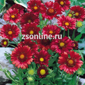 Изображение загружено обработкой по данным файла Excel