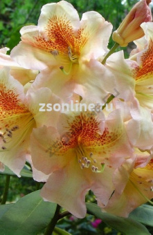 Изображение загружено обработкой по данным файла Excel