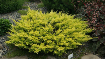 Можжевельник горизонтальный Лаймглоу, Juniperus horizontalis Limeglow, в горшке 2л, 25-30 см