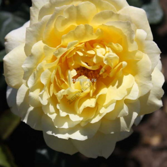 Изображение загружено обработкой по данным файла Excel