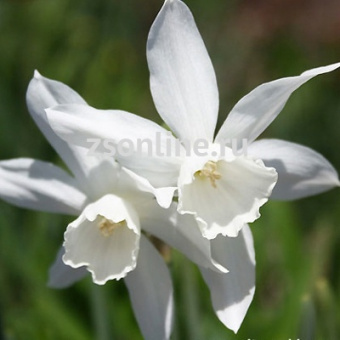 Изображение загружено обработкой по данным файла Excel