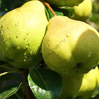 Груша Августовская Роса/ЦКор