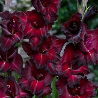 Гладиолус Блек Джек