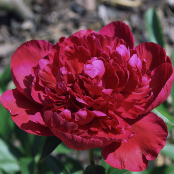 Пион молочноцветковый Инспектор Лаверн