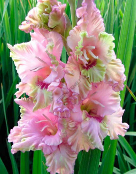 Гладиолус Прага