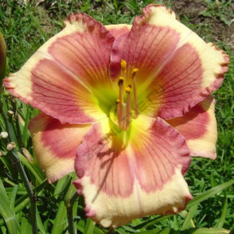 Лилейник гибридный Хелло Скриме