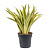 Сансевиерия аубрутиана D14см H50см
