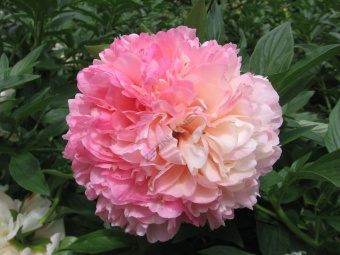 f5b5273be6f3ca3c73d56da53d3b273c--unique-flowers-pink-flowers