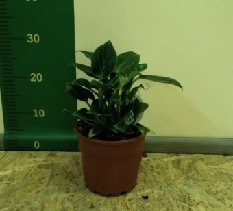 Филодендрон Биркин 17/35