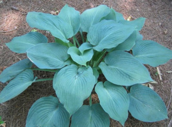 hosta_blue_angel