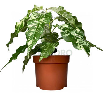 Фикус Сноушторм 17/60