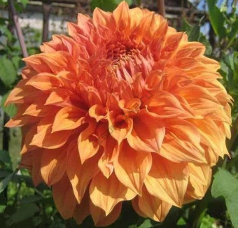 georgina-gerkules-dekorativnaya