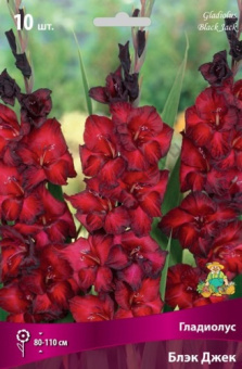 Гладиолус Блэк Джек, насыщенно-красный с тёмно-бордовой каймой, 10 шт