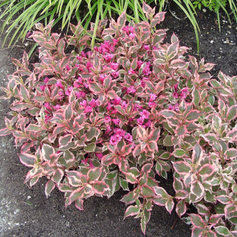 Вейгела Олл Саммер Монет, Weigela All Summer Monet