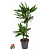 Драцена Джанет Линд 2ств. 19/110 см