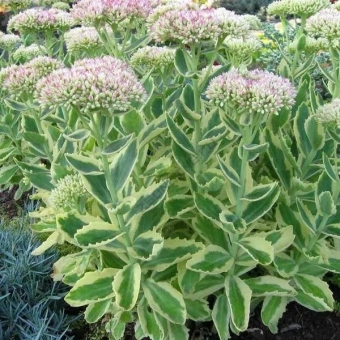 Очиток гибридный Элзис Голд,  С1,5