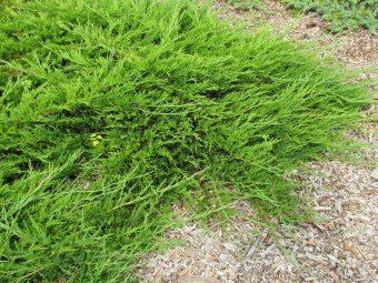 2.-Mozhzhevelnik-horosho-perenosit-zasuhu-vozdejstvie-nizkih-temperatur-a-takzhe-zagazovannye-i-zadymlyonnye-mesta.