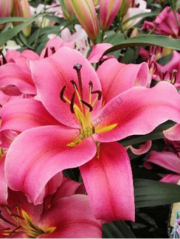 Лилия ОТ-Гибрид Импрато