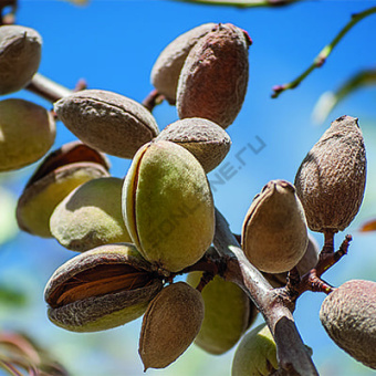 Миндаль Никитский 62/С