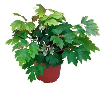 Циссус смесь D12 H30см