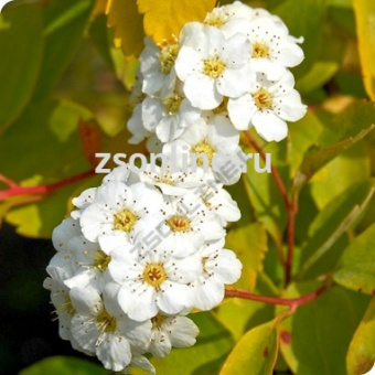 Изображение загружено обработкой по данным файла Excel