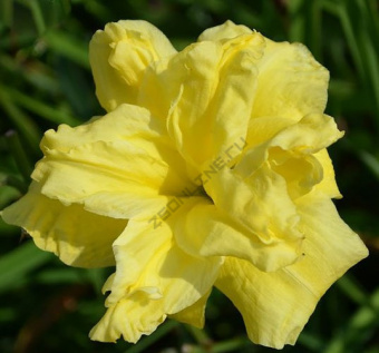 Лилейник гибридный Йеллоу Сабмарин