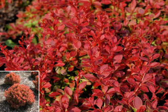 НоменклатураПрисоединенныеФайлы