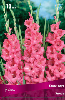 Гладиолус Эпплоз