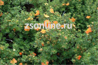 Изображение загружено обработкой по данным файла Excel