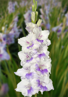 Гладиолус Голубая бабочка