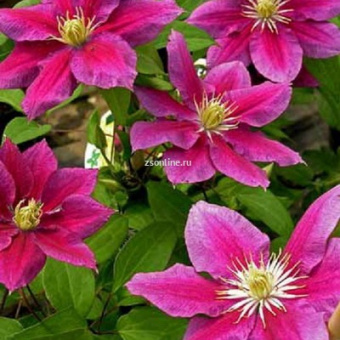 Изображение загружено обработкой по данным файла Excel