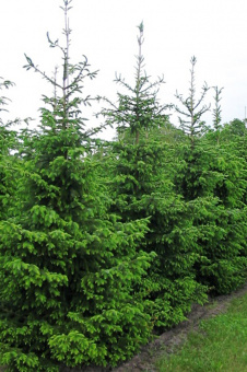 Ель сербская Picea Оmorika