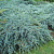 Можжевельник чешуйчатый (Juniperus squamata Blue Carpet) C2 25-35