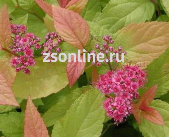 Изображение загружено обработкой по данным файла Excel