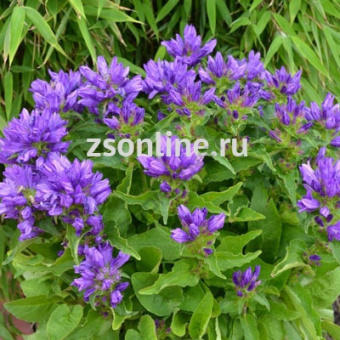 Изображение загружено обработкой по данным файла Excel