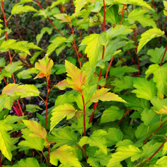 Пузыреплодник калинолистный Лютеус (лист желтый) 1