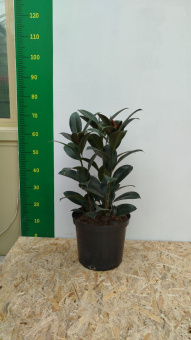 Фикус Мелани D29 Я*