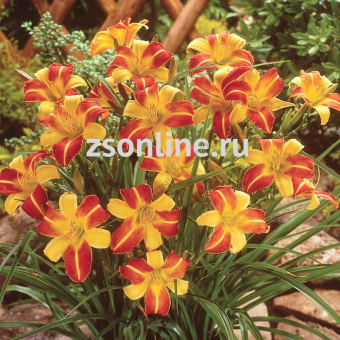 Изображение загружено обработкой по данным файла Excel