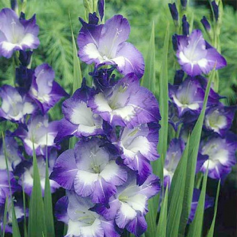 Гладиолус Kings Lynn 7шт