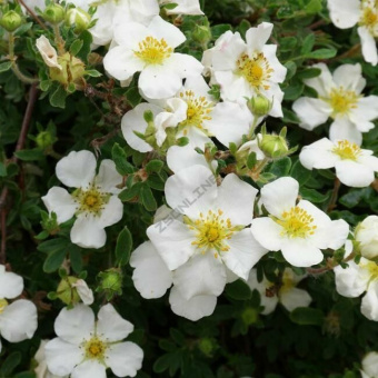 Лапчатка кустарниковая `Белла Лиза`,`Bella Lisa`  C 7.5 л, 20-30 см