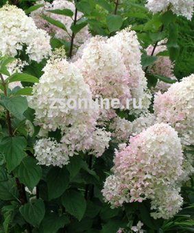 Изображение загружено обработкой по данным файла Excel