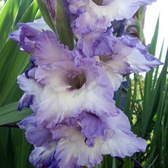 Гладиолус Тритон