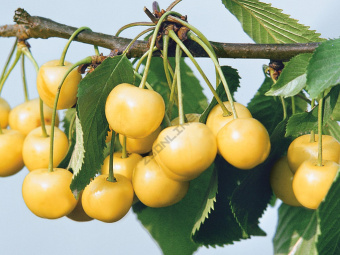 Черешня Рондо V3,5л