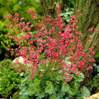 Гейхера кроваво-красная Лейтхкафер/К
