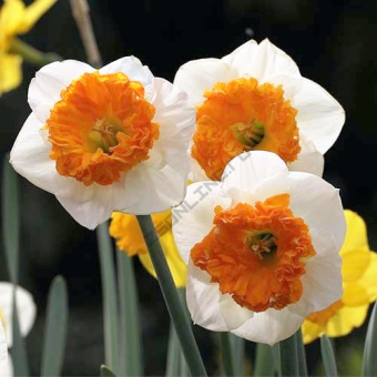 3de006e13cd191d036919a532bc05019