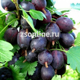 Изображение загружено обработкой по данным файла Excel