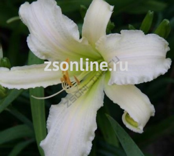 Изображение загружено обработкой по данным файла Excel